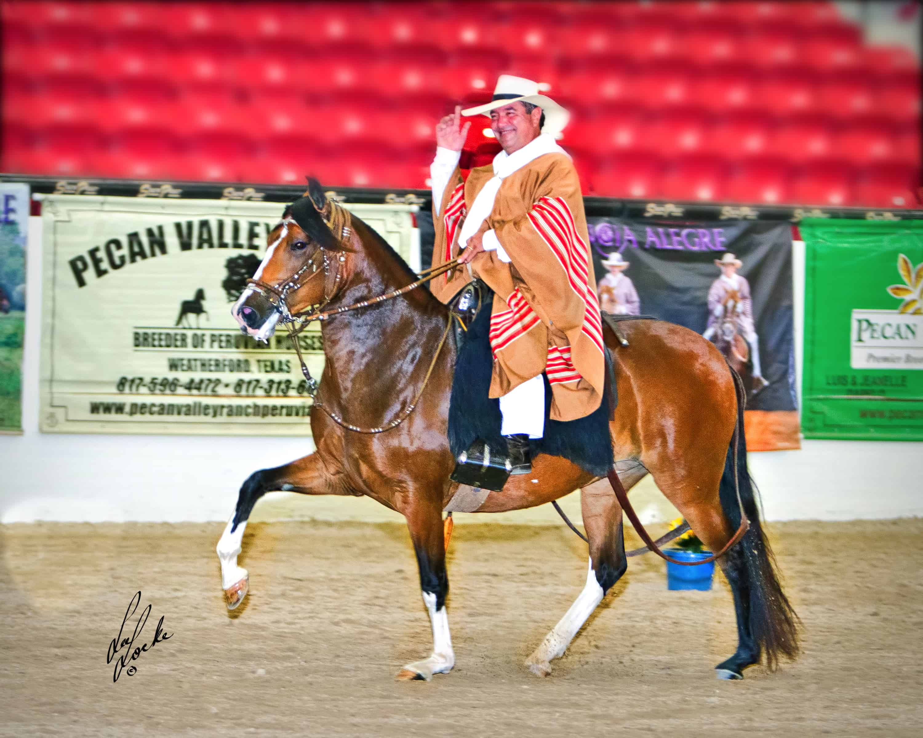 Pecan Valley Ranch Peruvian Horses Weatherford, Texas