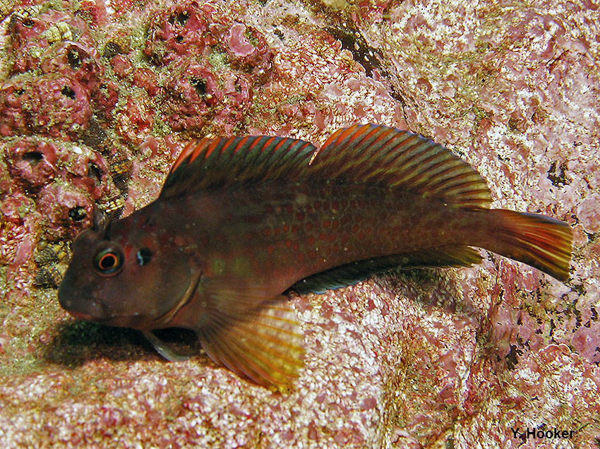 Pez borracho Peces raros
