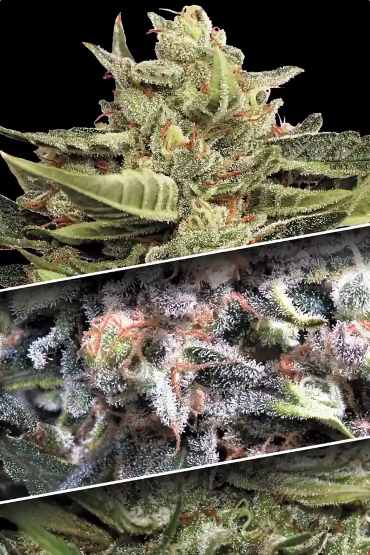 Autoflower seeds Collection Pack 1 PARADISE SEEDS Pechy.pl