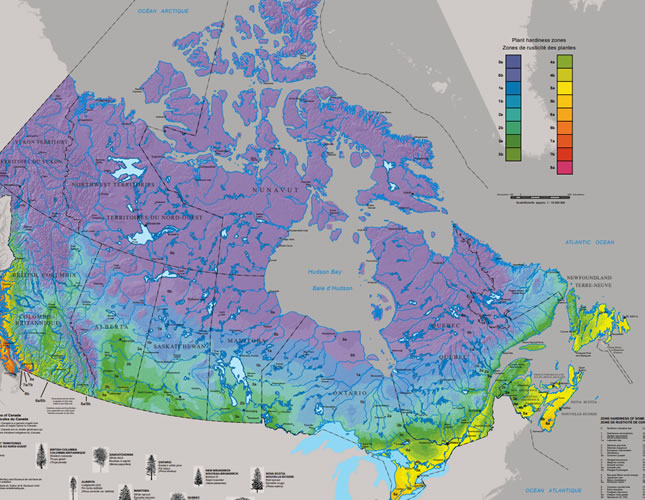 Lavender Plant Care Prince Edward County Lavender Farm