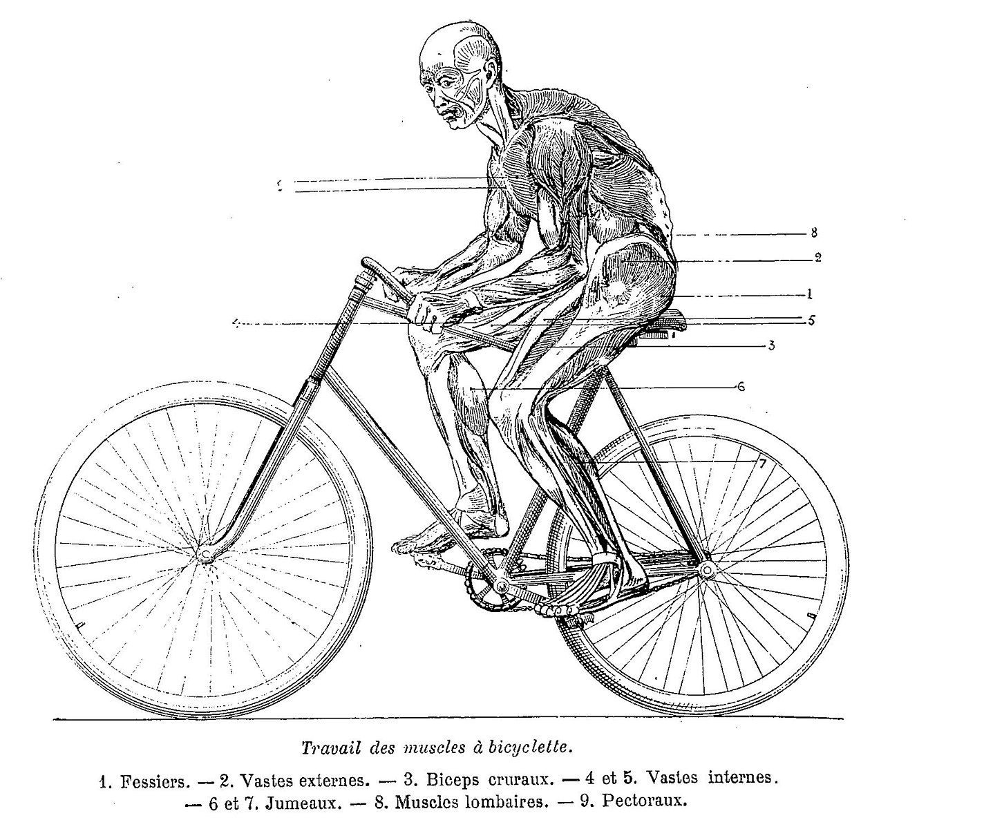 What Muscles are used When Riding a Bike? PedalSteady