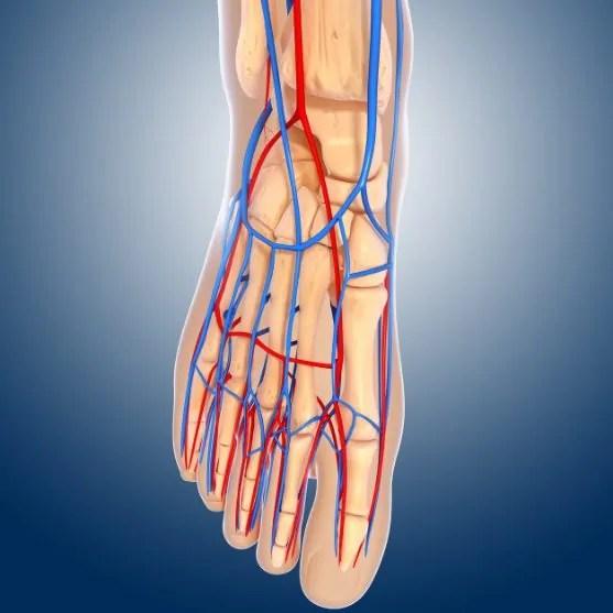 Varicose Veins in the Feet What is the Cause? Pedes Orange County