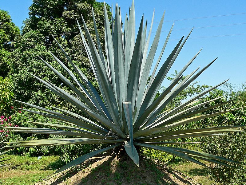Difference Between Agave and Blue Agave Properties, Nutrients, and Uses