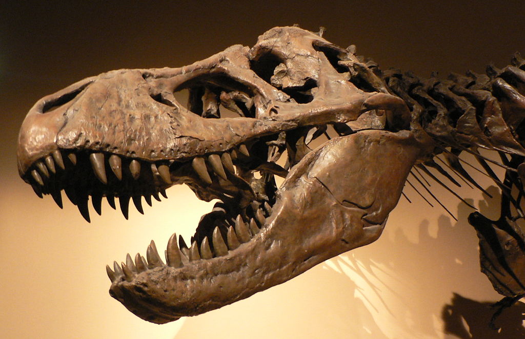 Difference Between Fossils and Artifacts Definition, Meaning