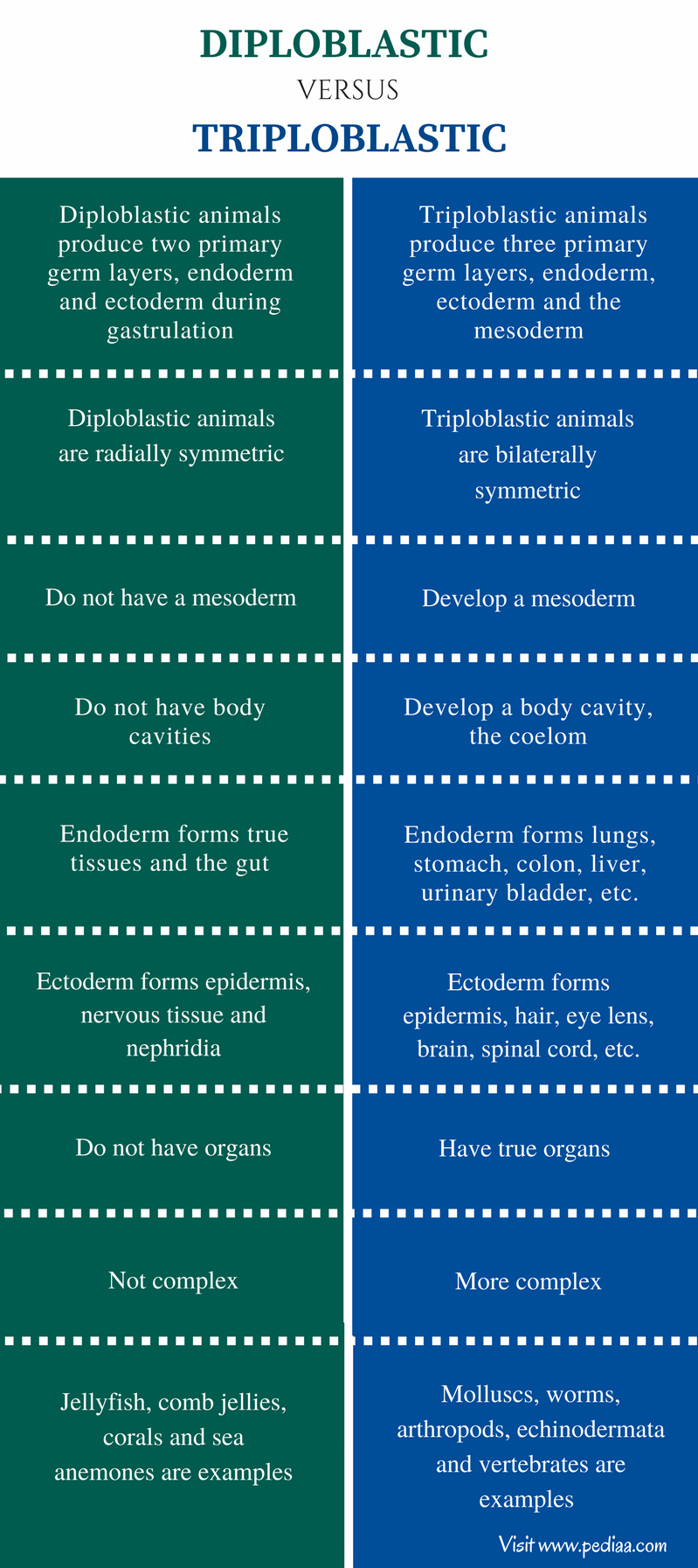 Difference Between Diploblastic and Triploblastic