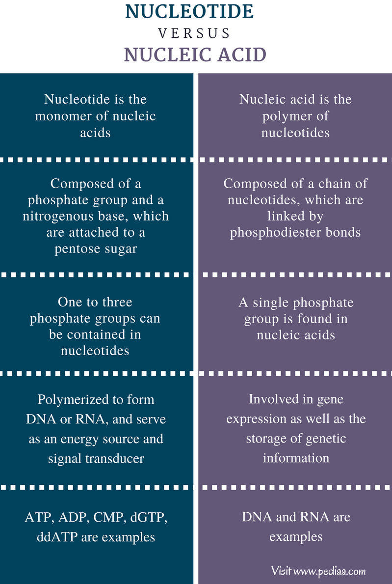 Difference Between Nucleotide and Nucleic Acid Definition, Structure