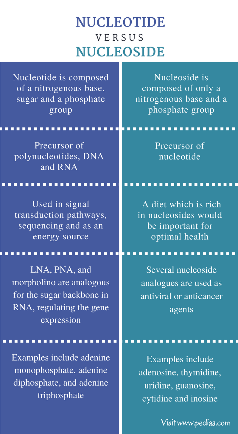 Difference Between Nucleotide and Nucleoside Structure