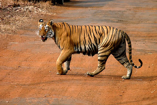 Difference Between Tiger and Leopard