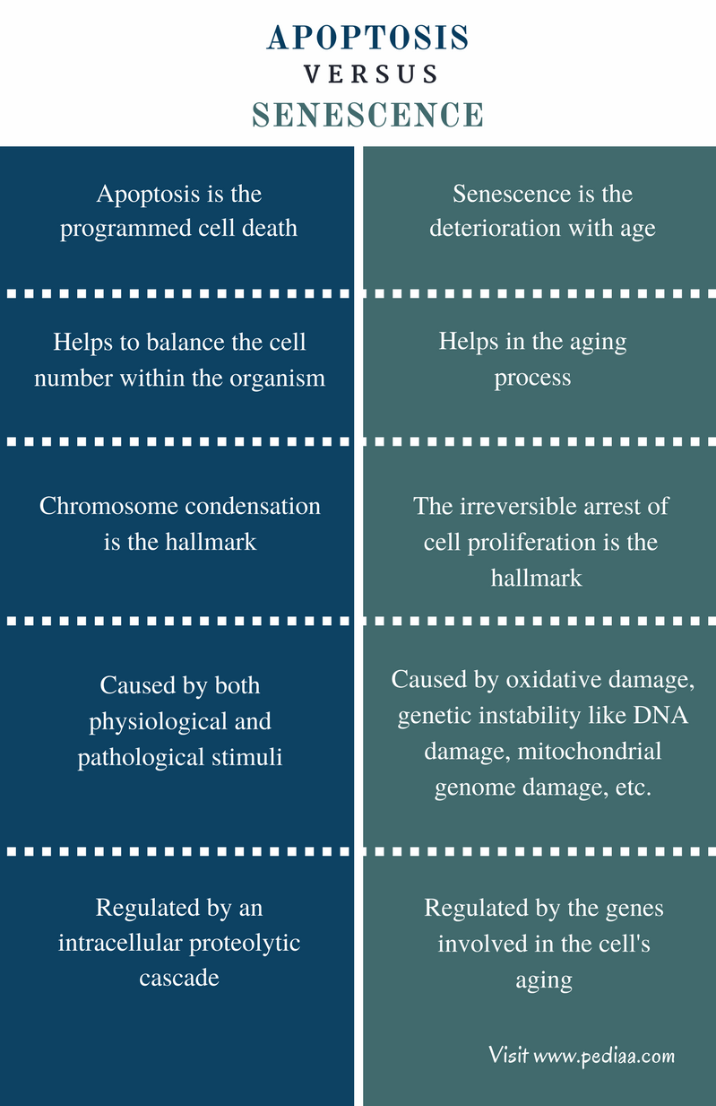 Difference Between Apoptosis and Senescence