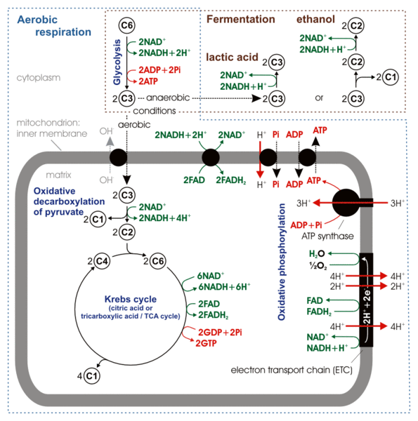 Difference Between Fermentation and Respiration | Characteristics
