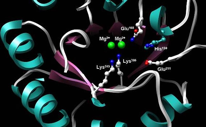 Difference Between Coenzyme and Cofactor Definition, Properties, Functions, Examples