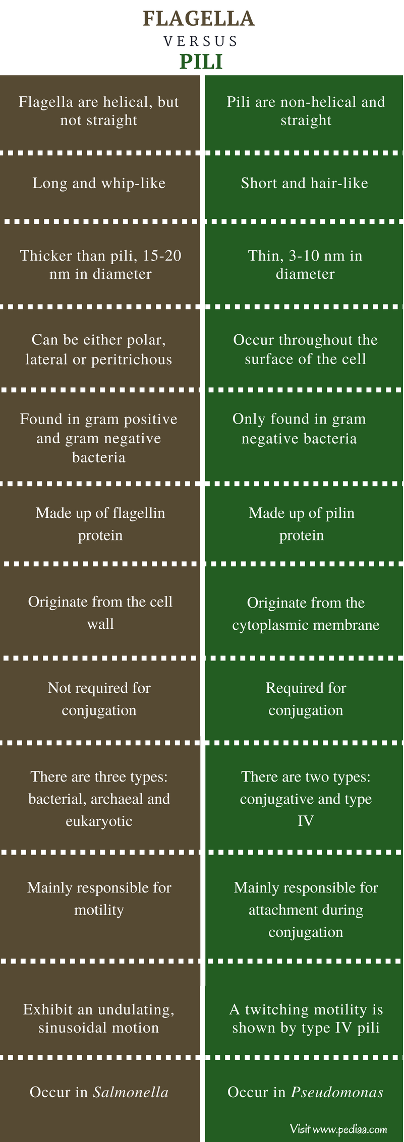 Difference Between Flagella and Pili Structure, Characteristic