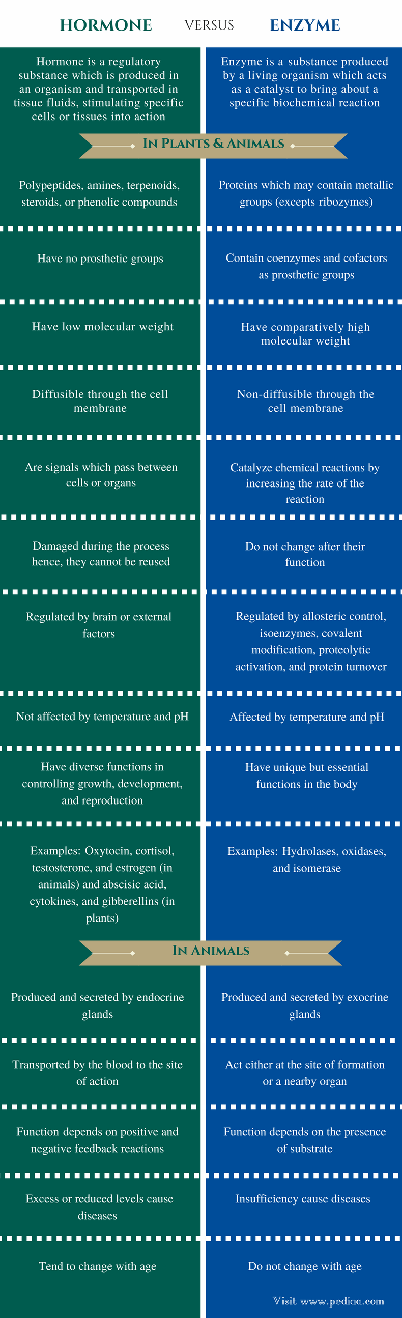 Difference Between Hormone and Enzyme Definition, Properties