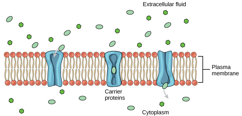 Difference Between Diffusion and Active Transport | Definition, Types