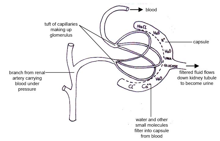 Difference Between Filtration and Reabsorption | Definition, Process