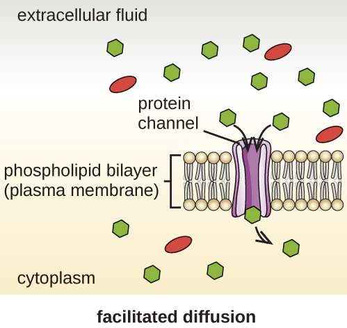 Difference Between Simple Diffusion and Facilitated Diffusion