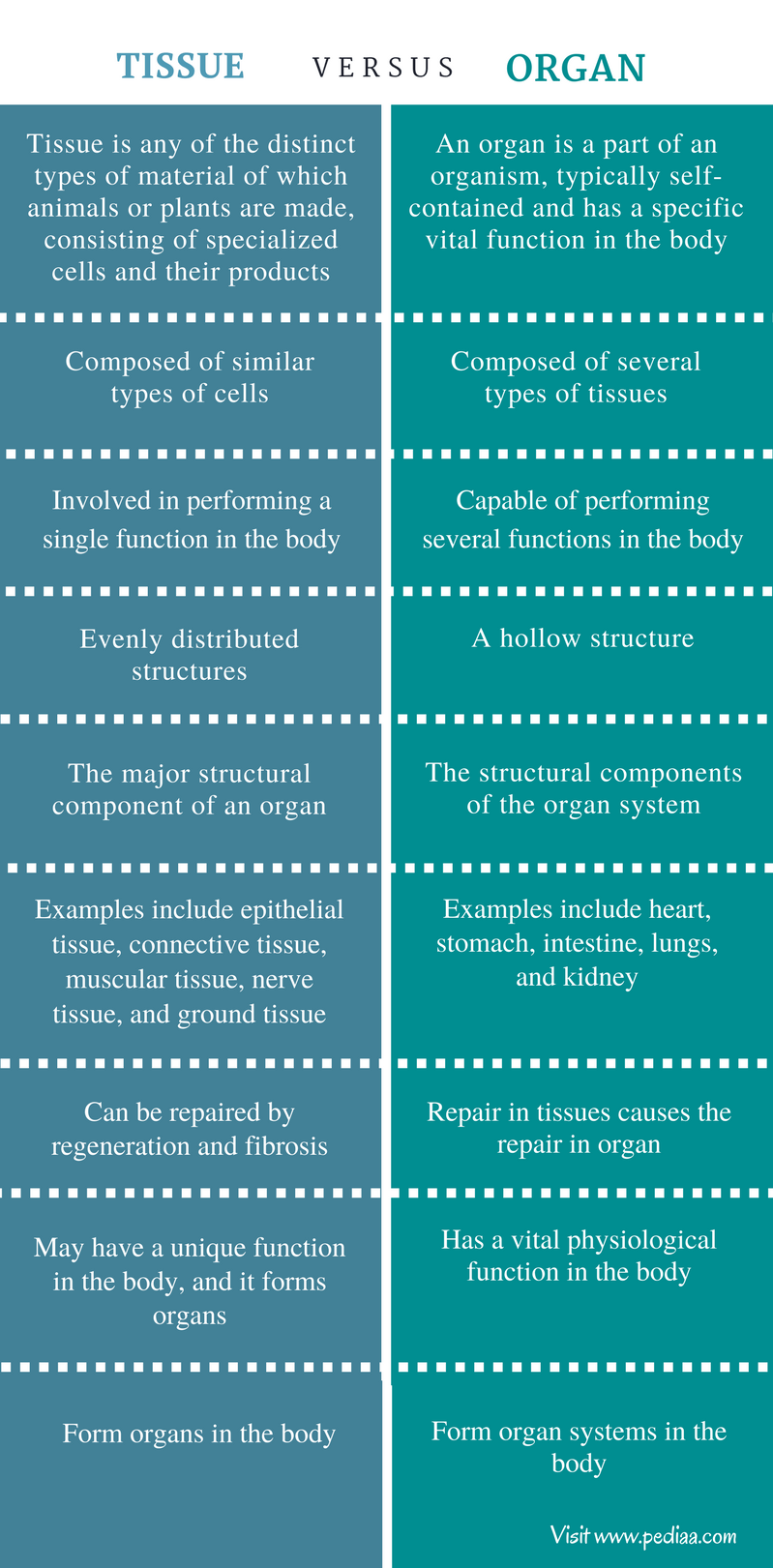 There are lots of organs in the human body like the heart, lungs and intestines. Difference Between Tissue and Organ | Definition, Types ...