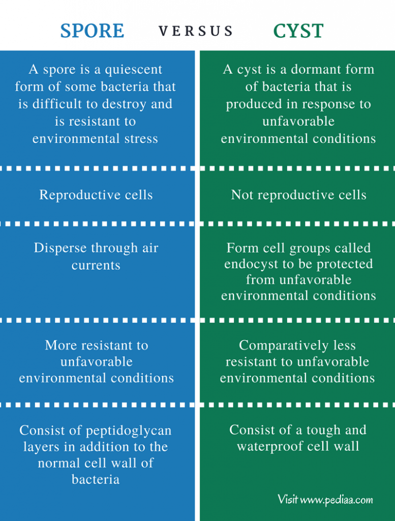 Difference Between Spore and Cyst in Bacteria Definition, Features