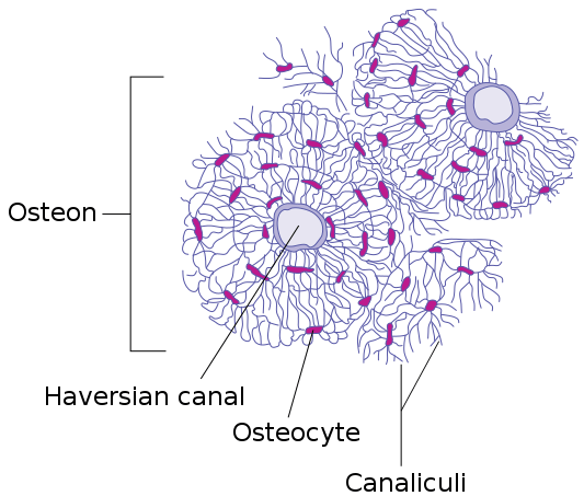 Difference Between Compact and Spongy Bone Definition, Features, Function