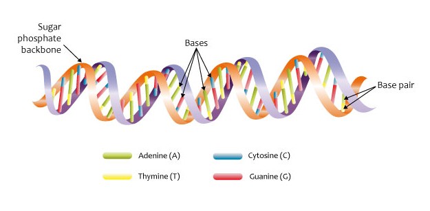 Difference Between DNA and cDNA Definition, Characteristics