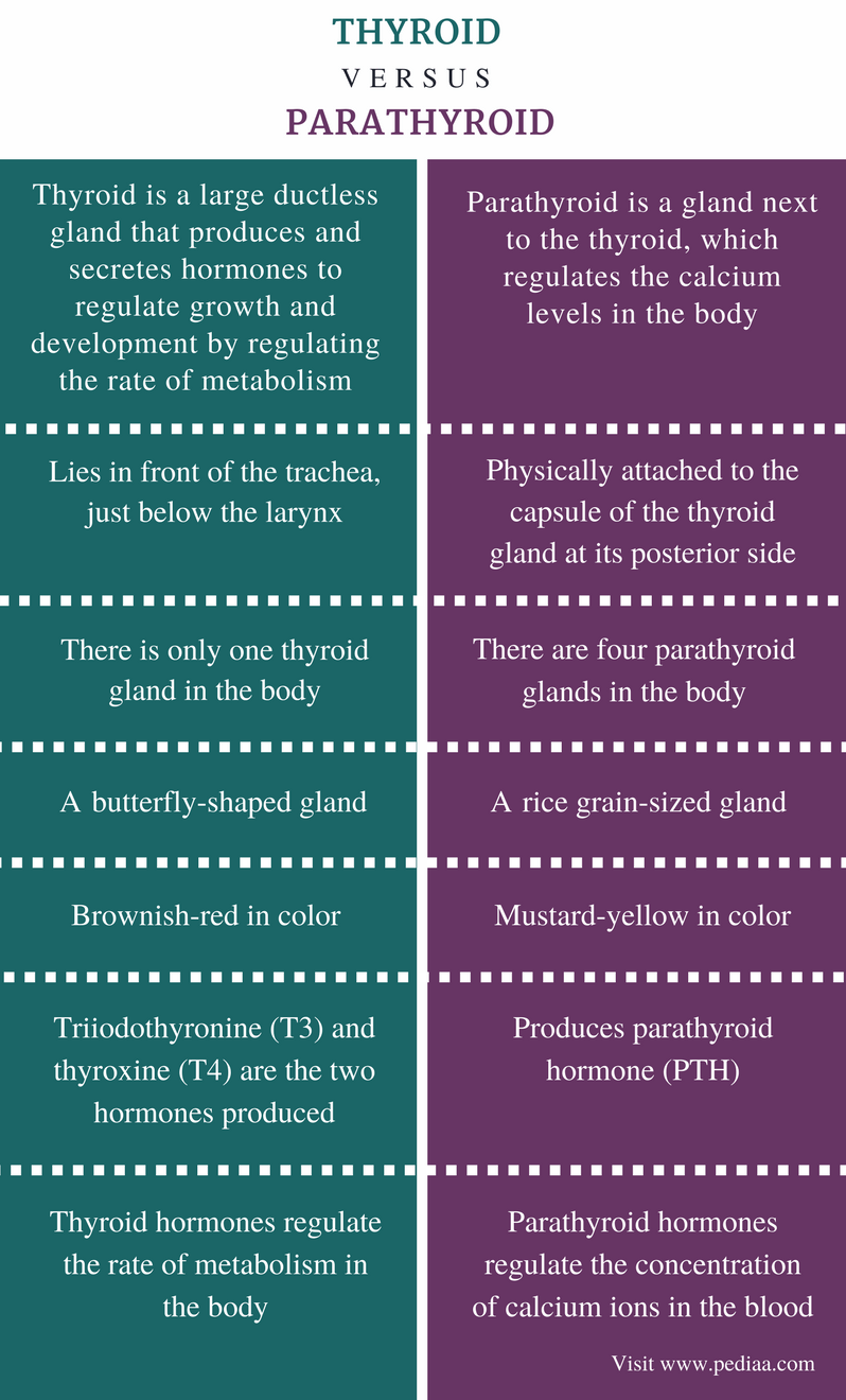 Difference Between Thyroid and Parathyroid Definition, Anatomy