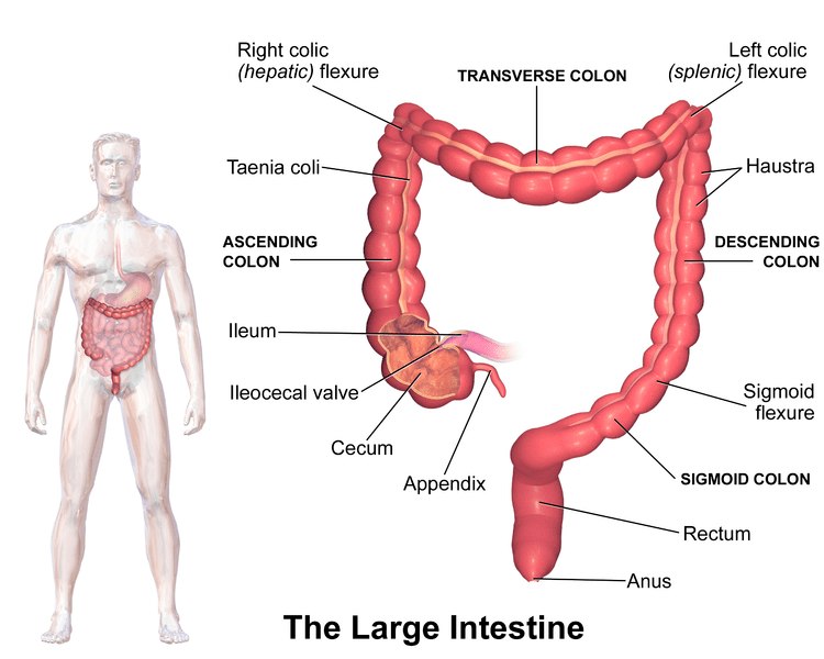 Difference Between Colon and Large Intestine Definition, Anatomy