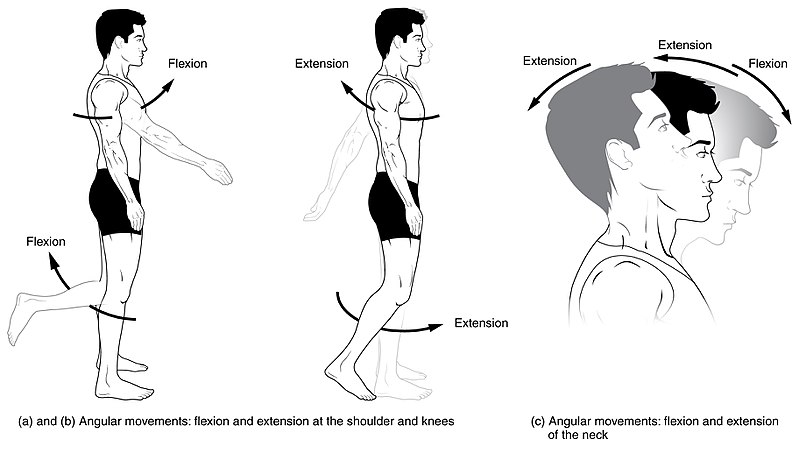 Difference Between Flexion and Extension | Definition, Angle, Examples