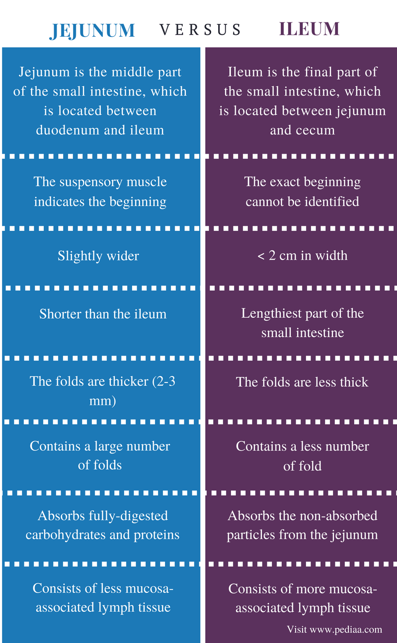Difference Between Jejunum and Ileum Definition, Anatomy