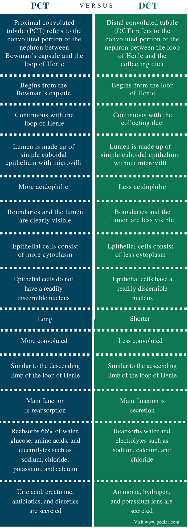 Difference Between PCT and DCT Definition, Reabsorption, Secretion