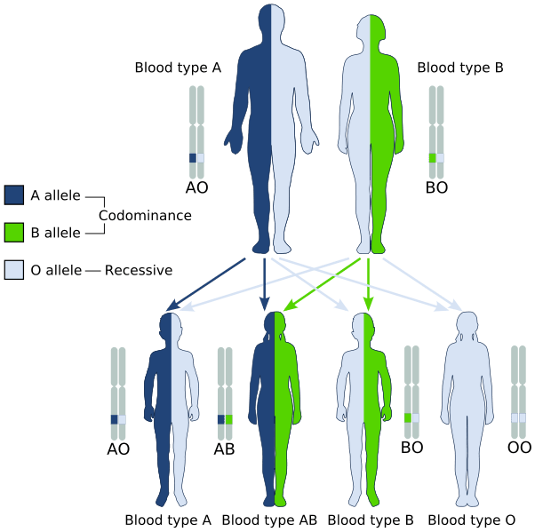 Difference Between Allele and Trait Definition, Characteristics, Role