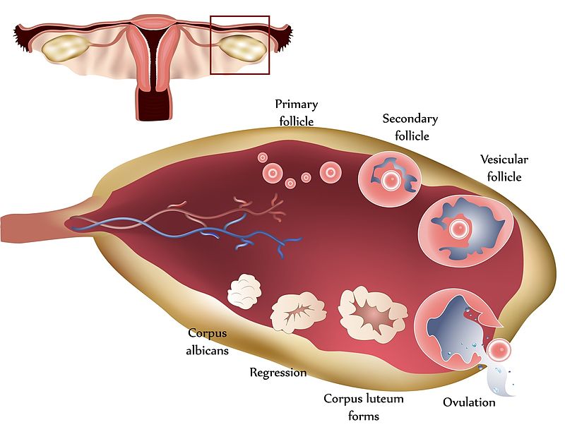 Difference Between Fertile and Ovulation Definition, Periods, Fertile