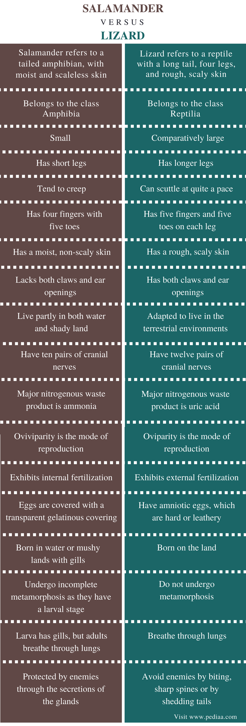 Difference Between Salamander and Lizard Definition