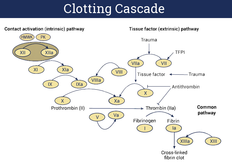 Difference Between Intrinsic and Extrinsic Pathway in Blood Clotting