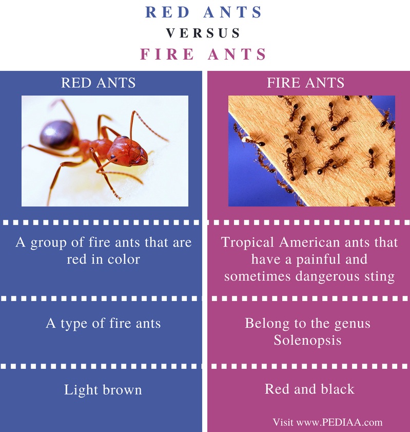 Difference Between Red Ants and Fire Ants
