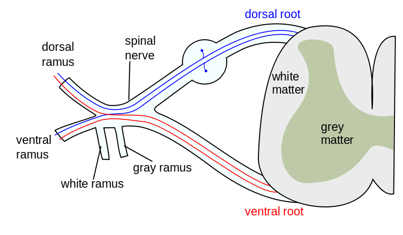 Difference Between Upper and Lower Motor Neuron - Pediaa.Com