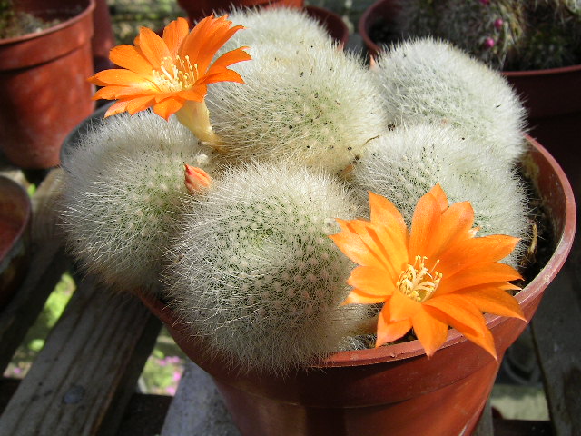 Difference Between Cactus and Succulent