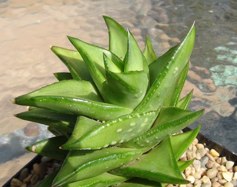 Difference Between Cactus and Succulent