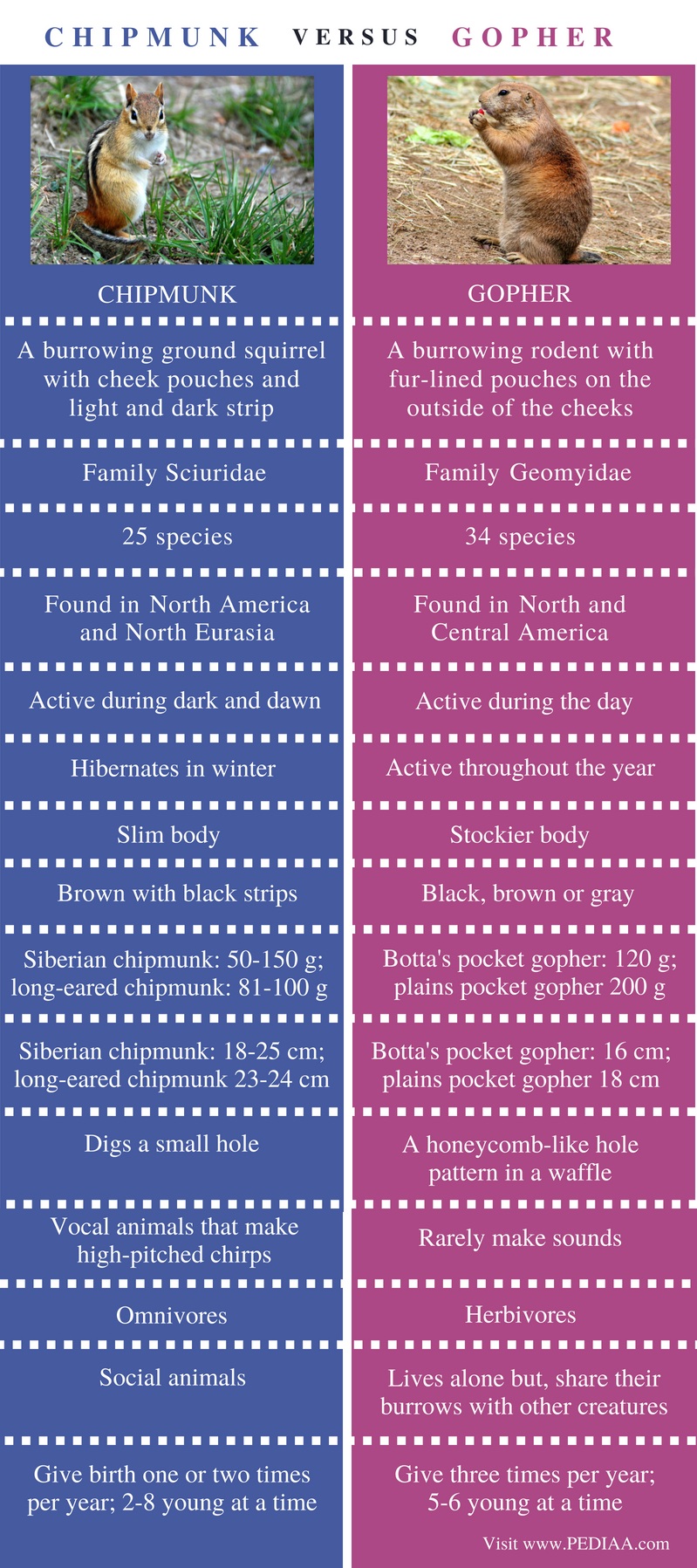 Difference Between Chipmunk and Gopher