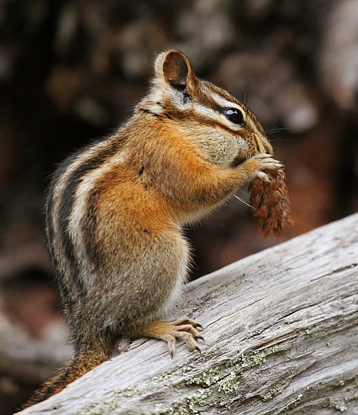 Difference Between Chipmunk and Gopher