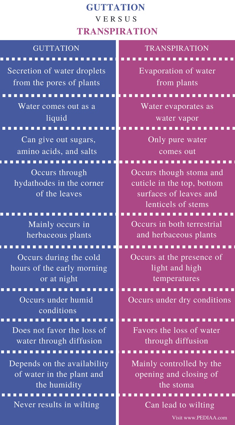 Difference Between Guttation and Transpiration
