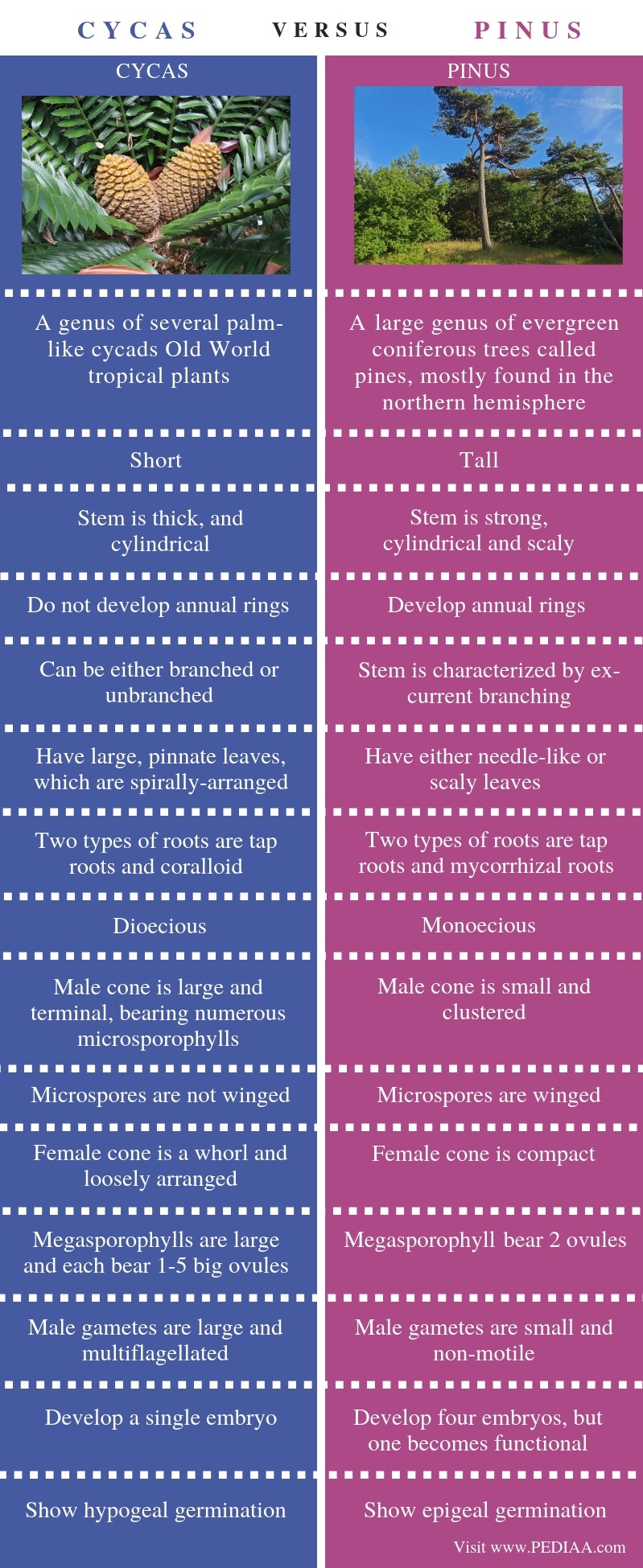 What is the Difference Between Cycas and Pinus