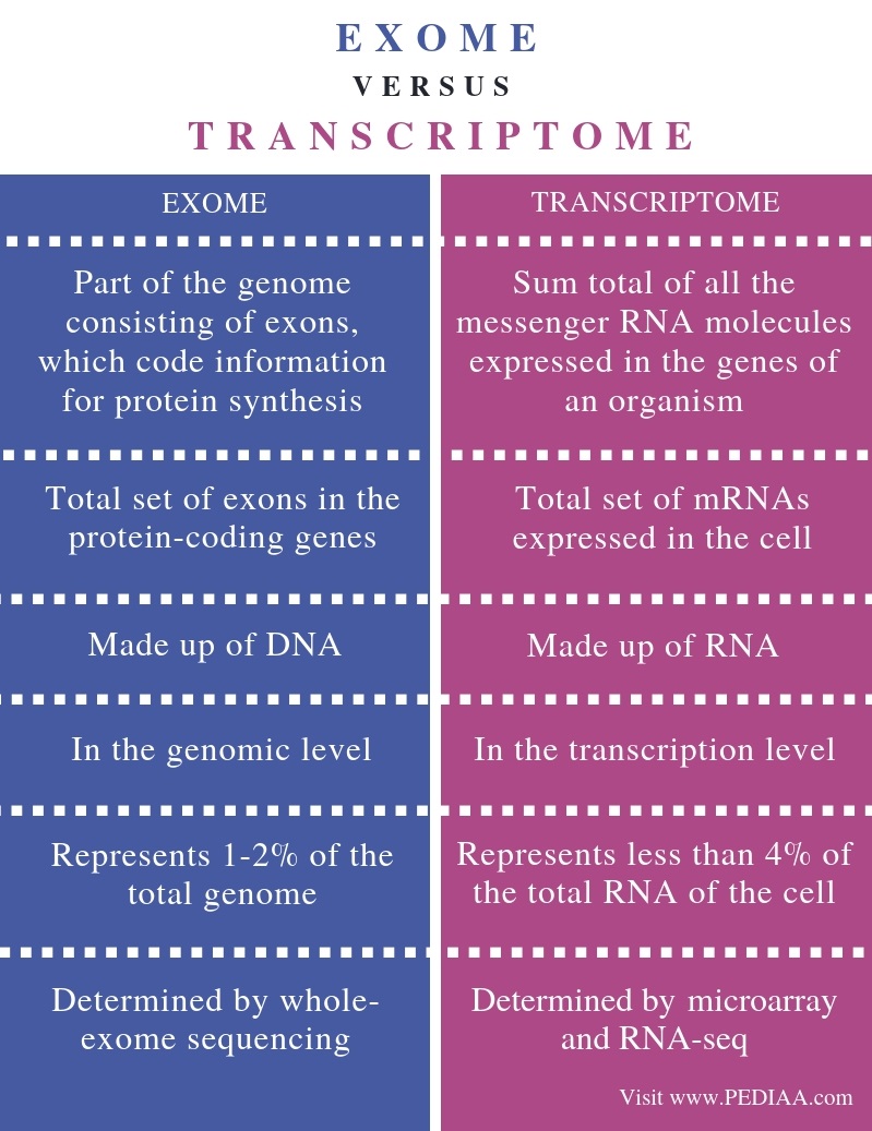 Difference Between Exome and Transcriptome