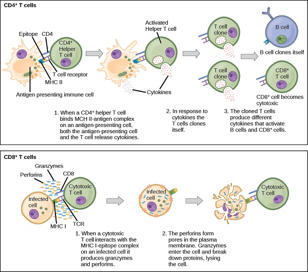 What is the Difference Between CD4 and CD8 T Cells
