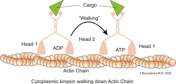 What is the Difference Between Kinesin and Myosin