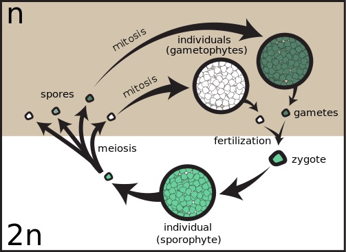 What is the Difference Between Homospory and Heterospory