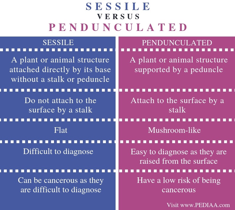 What is the Difference Between Sessile and Pedunculated