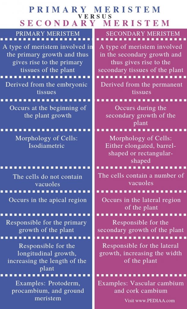 Difference Between Primary and Secondary Meristem