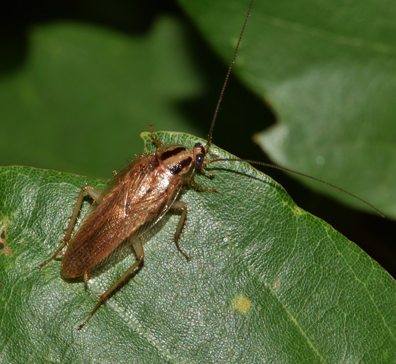 What is the Difference Between Roach and Waterbug