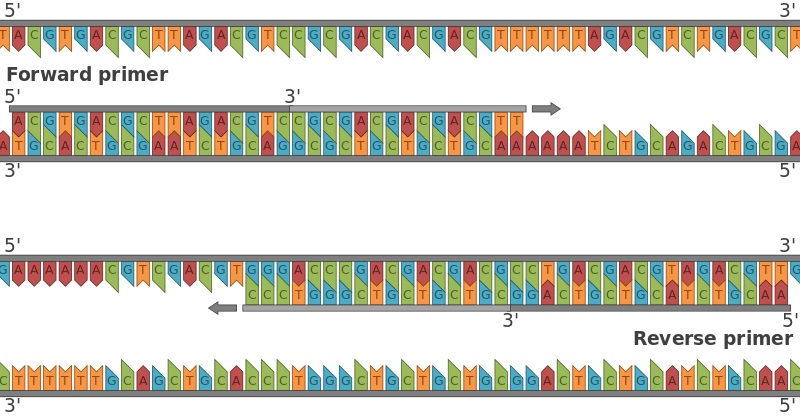What is the Difference Between Forward and Reverse Primers