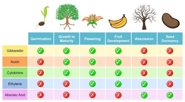 What is the Difference Between Animal and Plant Hormones